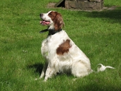 Eilidh and Irish Red and White Setter on a sit