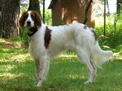 Eilidh and Irish Red and White Setter Standing