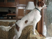 Eilidh an Irish Red and White Setter watching the back yard