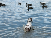 Eilidh at 1 year investigating ducks at Lake of Bays