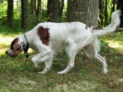 Eilidh and Irish Red and White Setter tracking