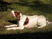 Eilidh, an Irish Red and White Setter Platzing