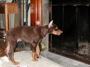 Jake a Doberman Pinscher looking at his reflection