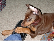 Jake a Doberman Pinscher untying shoe