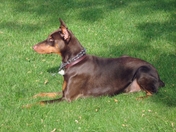 Jake, A Doberman Pinscher Platz position