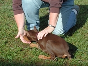 Jake a Doberman Pinscher learning Platz