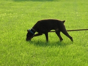 Jake Doberman Pinscher on a track