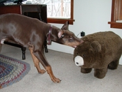 Jake a Doberman Pinscher and stuffed bear