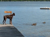 Jake a Doberman Pinscher watching ducks in Lake of Bays