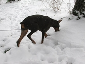 Jake a Doberman Pinscher in the snow