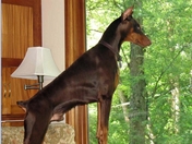 Jake a Doberman Pinscher checking yard