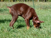 Jake, a Doberman Pinscher learning to track