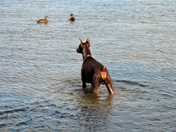 Jake a Doberman Pinscher following ducks on Lake of Bays Muskoka