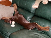 Jake a Doberman Pinscher resting on his back