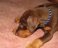 Jake checking carpet