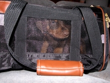 Jake enclosed in carrier