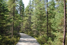 Spruce Bog Boardwalk, Algonquin Park