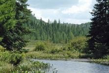 Costello Creek Algonquin Park