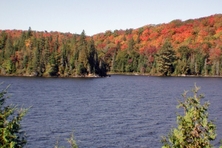 Tea Lake Fall Colors Algonquin Park