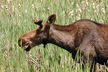 Moose Algonquin Park