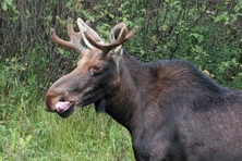 Moose Algonquin Park