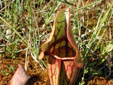 Pitcher Plant Spruce Bog Algonquin Park