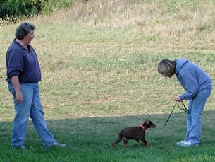 Jake Doberman Pinscher Puppy