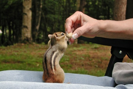 Chipmunks Lake of Bays Muskoka