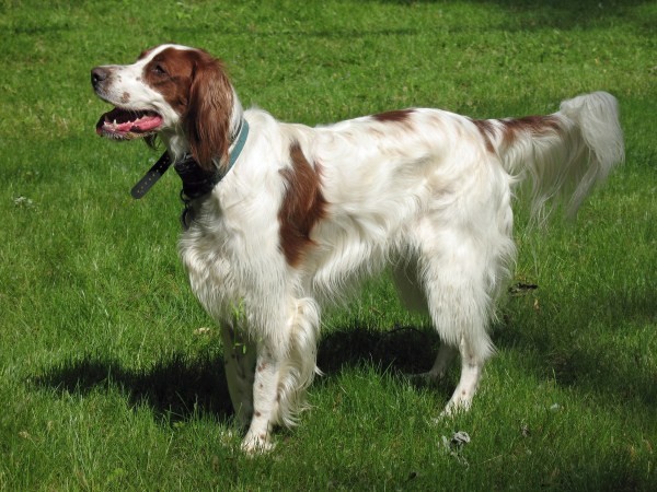 Eilidh an Irish Red and White Setter (IRWS)