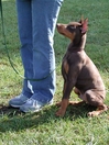 Jake a Doberman Pinscher learning to "Fuss"